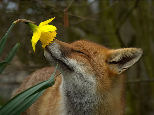 spring fox green cute